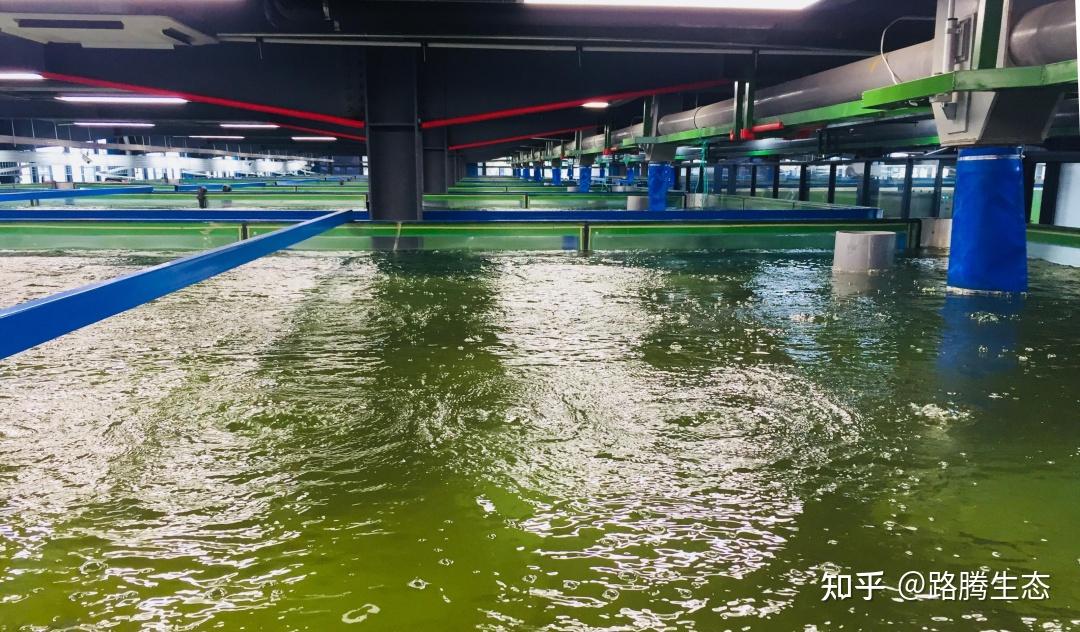 建议：草案要求调查治理、公布清单、建立长效机制、防止返黑返臭；建议补充：整治责任到部门到河段、治理期限、信息公开与群众监督渠道、考核与问责